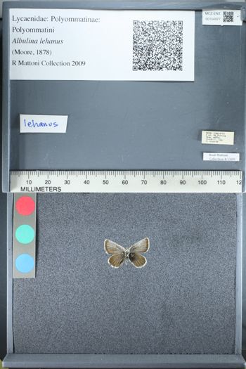 Media type: image;   Entomology 154977
